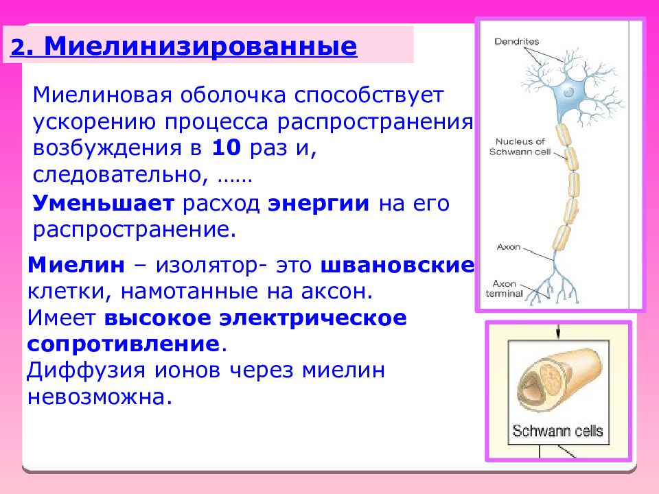 Миелиновая оболочка функции. Миелиновая оболочка мозга. Функции миелиновой оболочки нейрона. Функция миелиновой оболочки аксона.