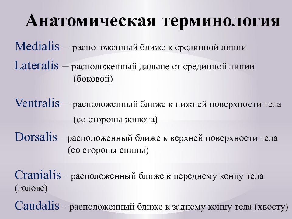 Анатомическая терминология