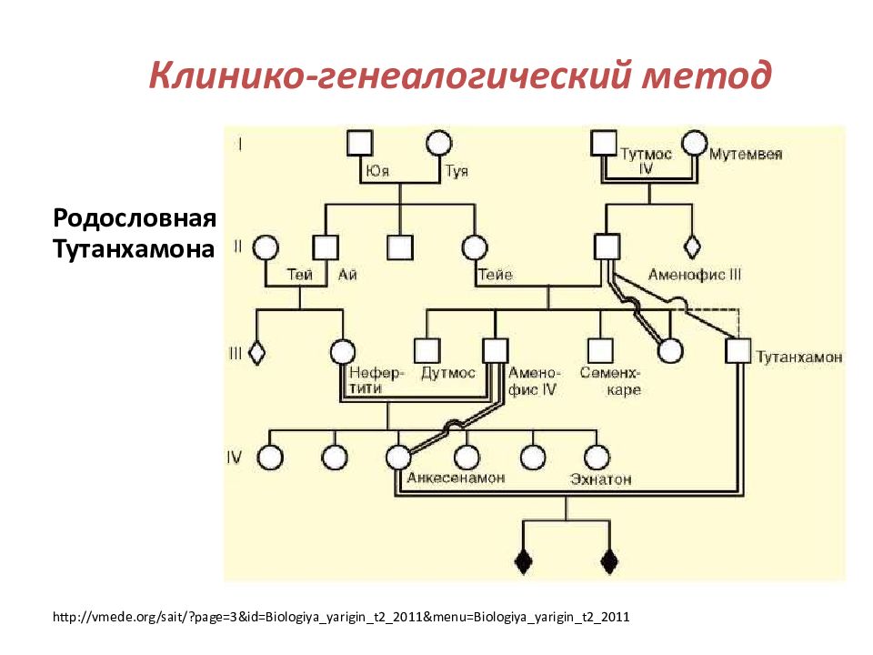 Метод родословных. Родословная египетских фараонов схема. Генеалогическое Древо фараонов Египта. Династия фараонов Египта родословная. Родословная Тутанхамона.