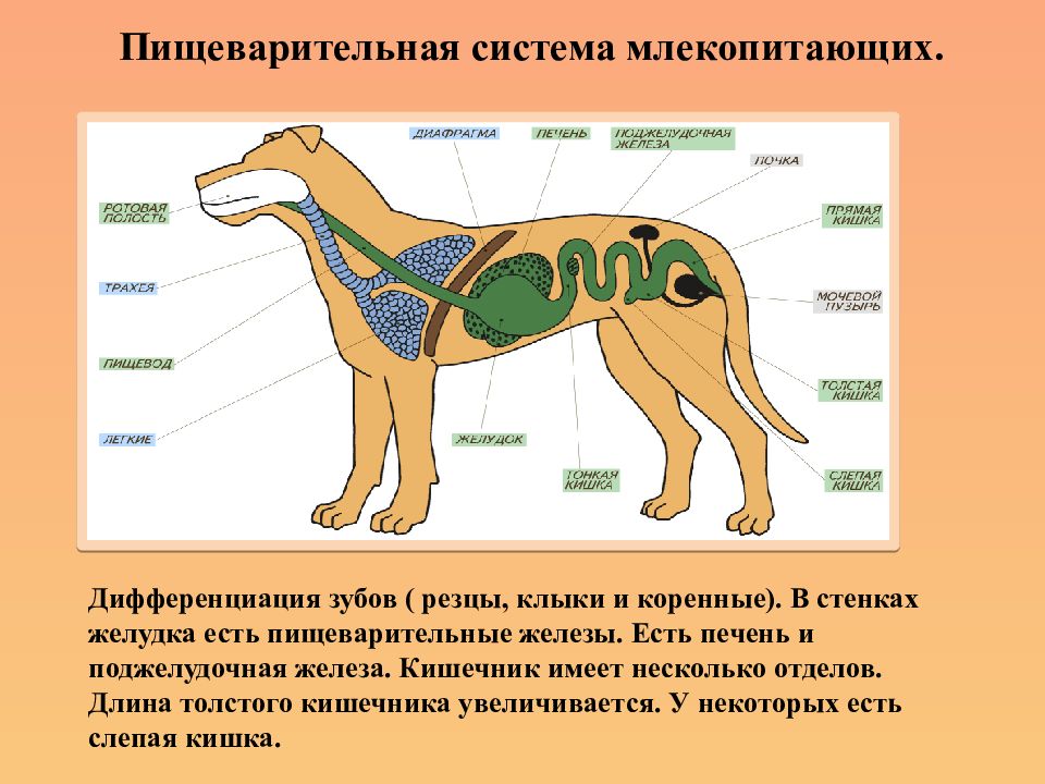 Пищеварительная система животных презентация