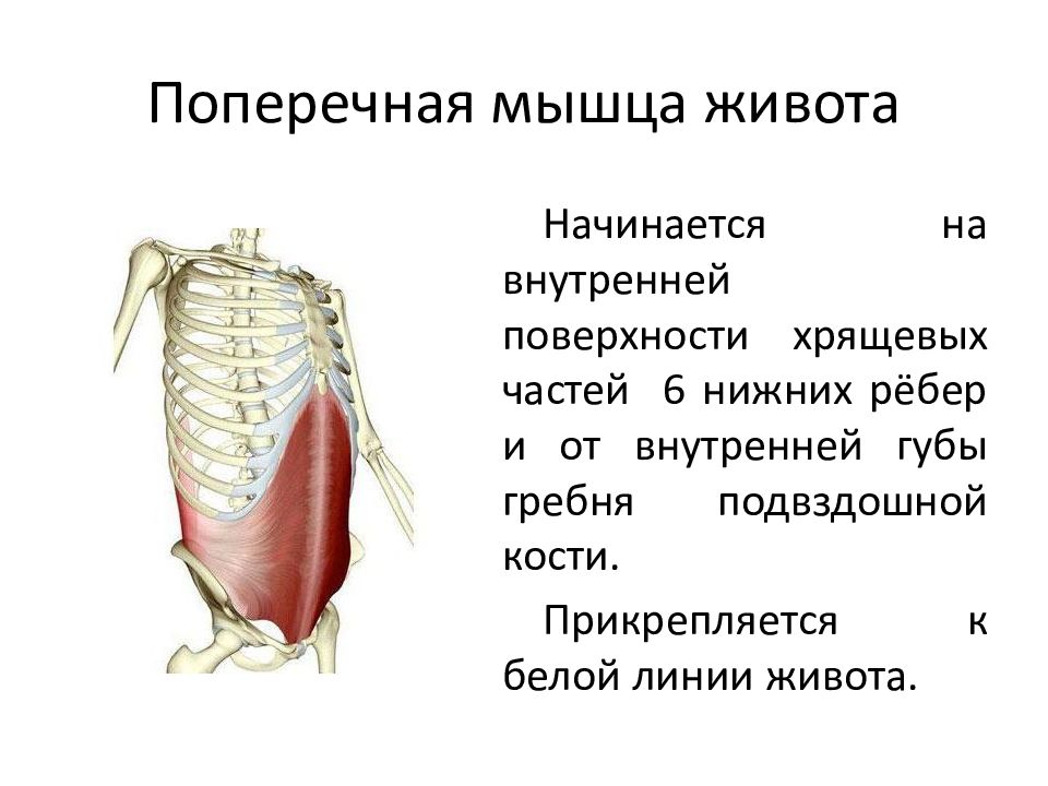 Поперечная мышца живота. Поперечная мышца живота анатомия функции. Поперечная мышца живота крепление. Поперечная мышца живота вид сбоку. Поперечная мышца живота начало и прикрепление.