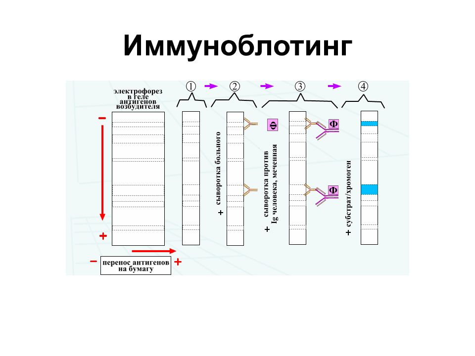 Иммунный блотинг. Серологические реакции иммуноблоттинг. Иммуноблоттинг микробиология схема. Иммуноблоттинг компоненты реакции. Реакция иммуноблоттинга схема.