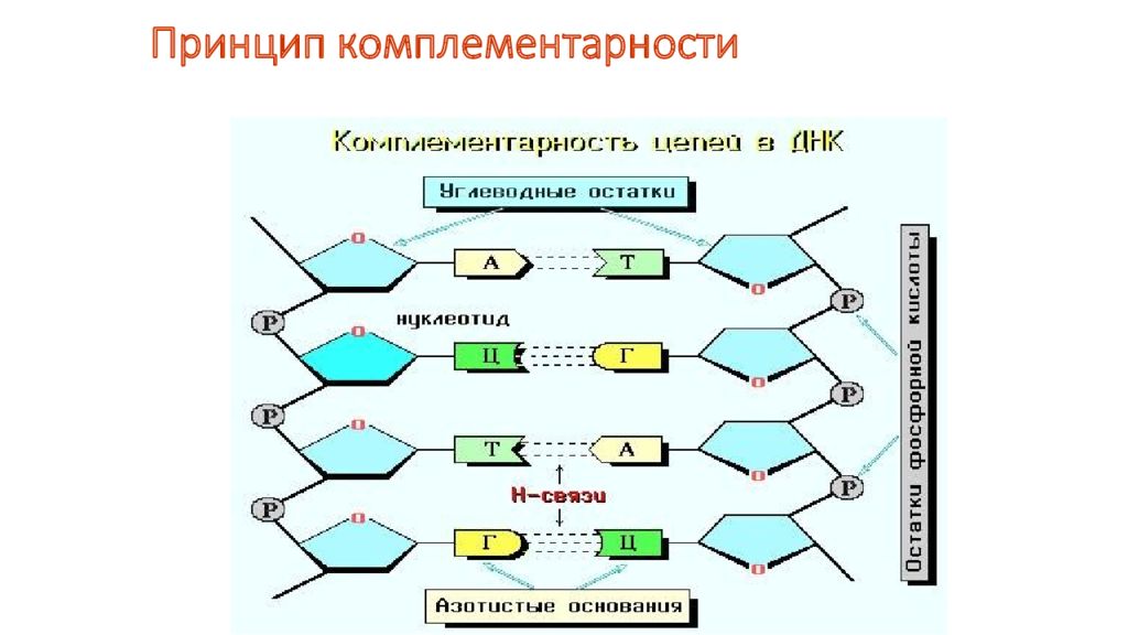 2 цепь днк по принципу комплементарности. Принцип комплементарности. Что такое принцип принцип комплементарности. Принцип комплементарности биология. Принцип комплементарности ДНК.