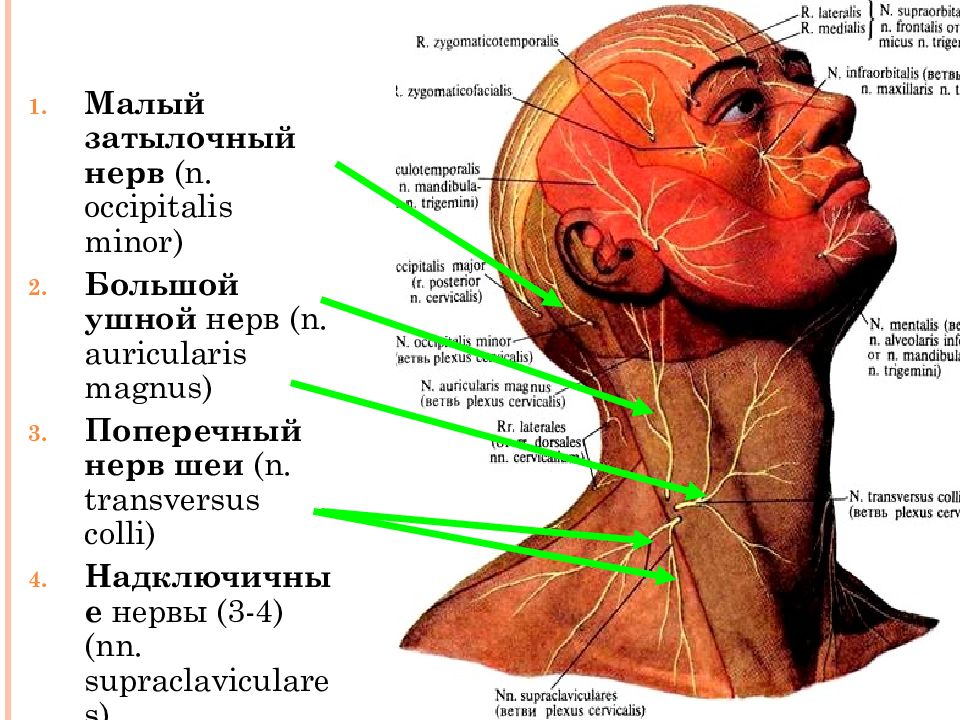 Затылок область. Малый затылочный нерв и большой ушной нерв. Большой ушной нерв латынь. Шейное сплетение иннервация. Нервы шейного сплетения кожные ветви.