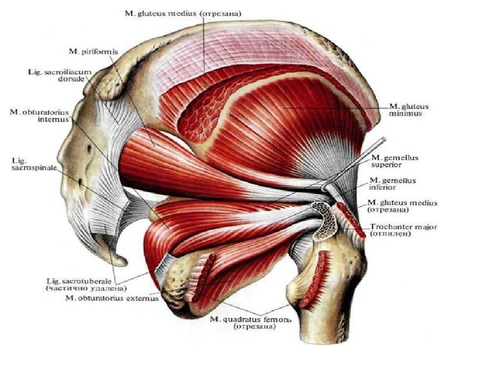 Мышцы действующие на тазобедренный сустав. Мышцы тазобедренного сустава анатомия человека. Строение мышц тазобедренного сустава. Тазобедренный сустав анатомия строение с мышцами. Мышцы таза и тазобедренного сустава анатомия.