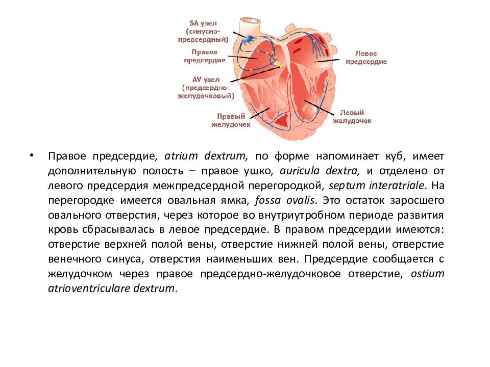 Какие сосуды в левом предсердии. Правое предсердие (Atrium dextrum). Правое и левое предсердно-желудочковое отверстие. Ушко правого предсердия анатомия. Сообщается с правым предсердием.