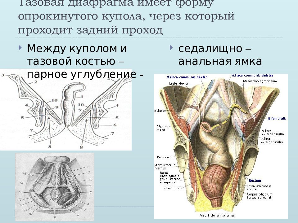 Отверстие между. Седалищно-прямокишечная ямка топографическая. Седалищно прямокишечные впадины. Тазовая диафрагма. Седалищно анальная ямка.