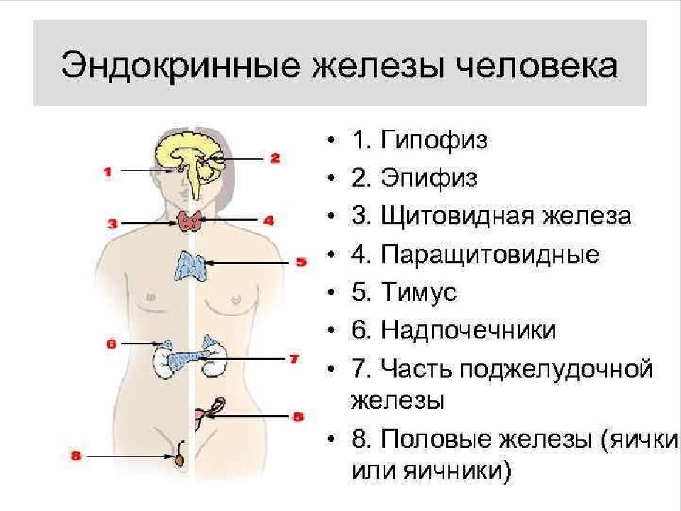 Эндокринная система человека схема