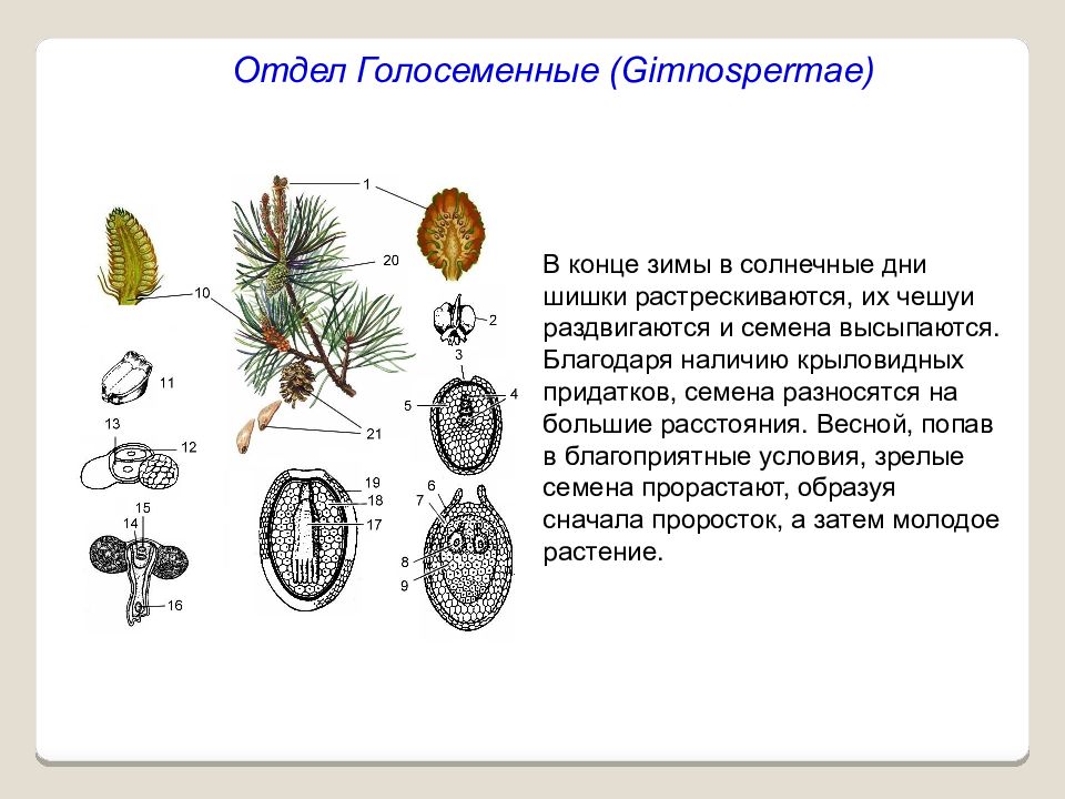 Размножение голосеменных растений презентация
