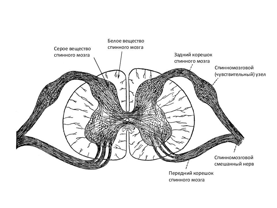 Серое и белое вещество спинного мозга рисунок