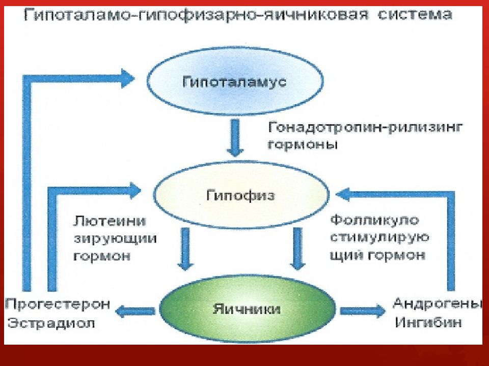 Менструальный цикл Менструальный цикл