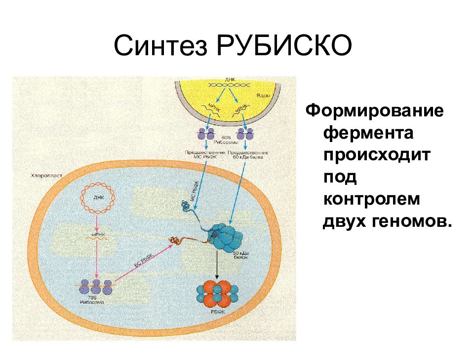 Синтез 10. Регуляция РУБИСКО. РУБИСКО фермент. Регуляция активности РУБИСКО. РУБИСКО класс фермента.