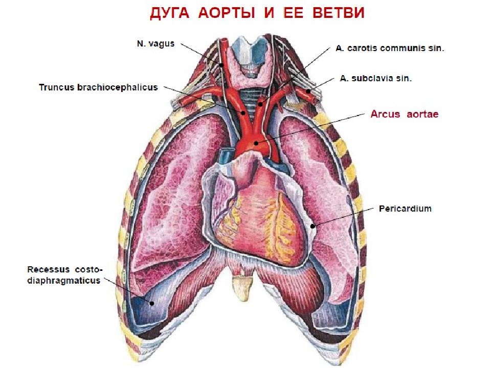 Рисунок органов грудной клетки