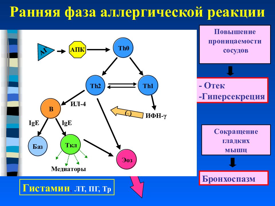 Повышение реакции. Фазы аллергической реакции схема. Ранняя фаза аллергической реакции. Аллергия ранней фазы. Медиаторы ранней фазы аллергической реакции.