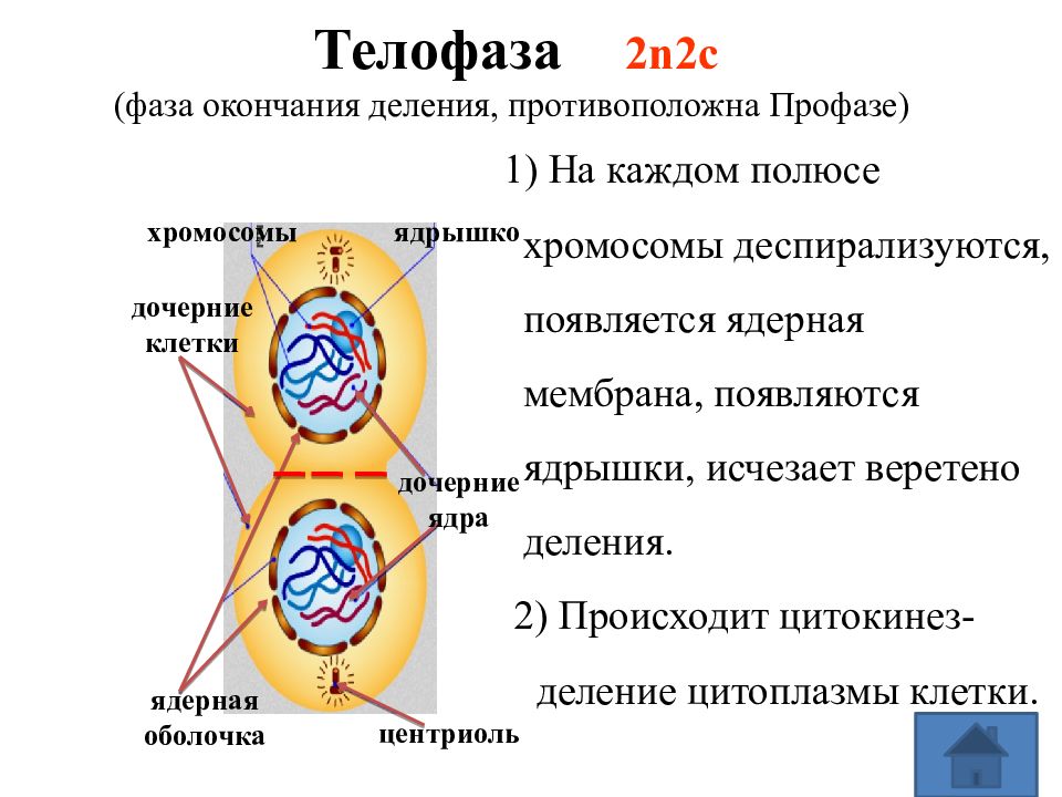 Телофаза 1. Телофаза 2n2c. Телофаза фаза окончания деления. Профаза процессы происходящие в клетке.