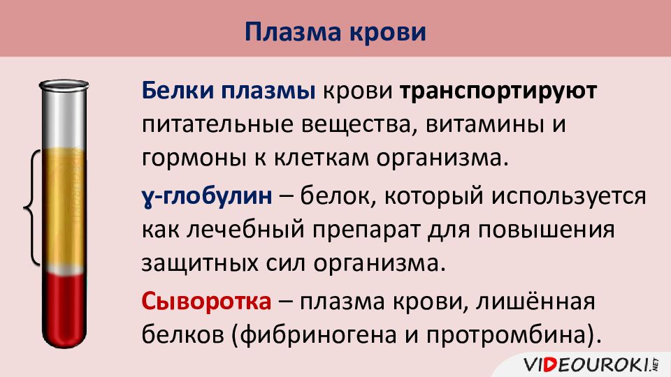 Плазма крови картинки для презентации