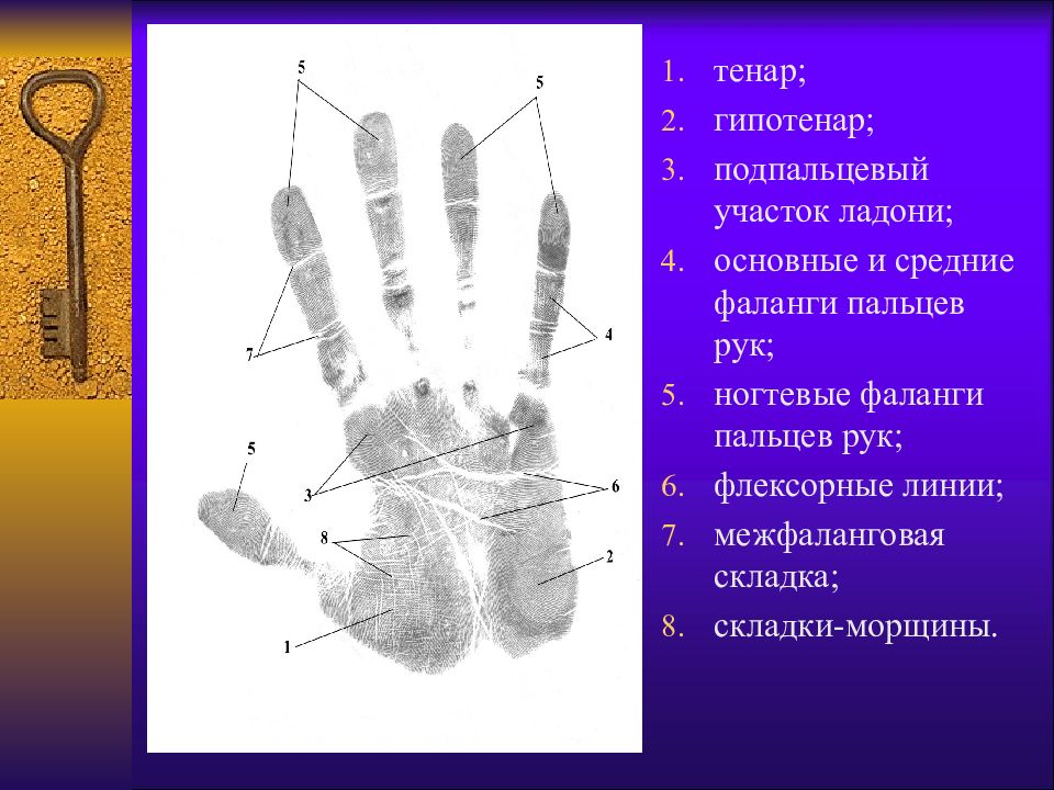 Метод основанный на изучении папиллярных рисунков ладоней подушечек пальцев и стоп