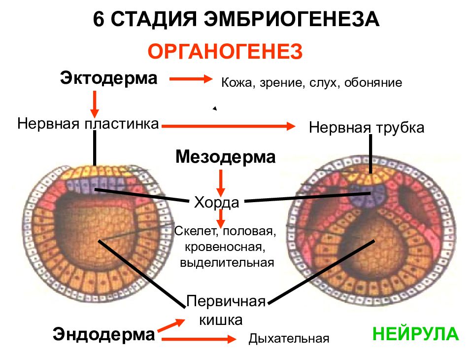 Эмбриональный этап комплекс осевых