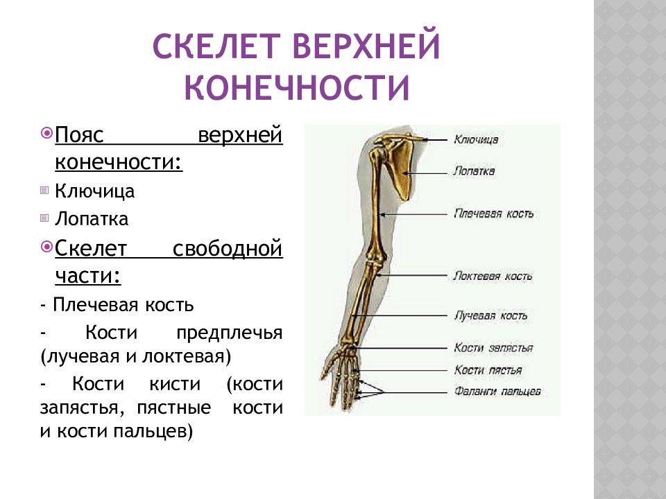 Функции костей верхних конечностей человека. Скелет пояса верхних конечностей. Скелет свободной верхней конечности. Скелет верхней конечности биология 8 класс. Строение скелета верхней конечности человека.