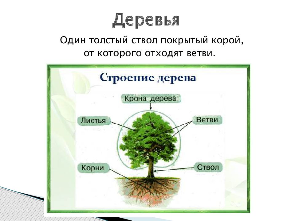 Какая жизненная форма вероятнее всего будет у растения лист которого изображен на рисунке хвойные