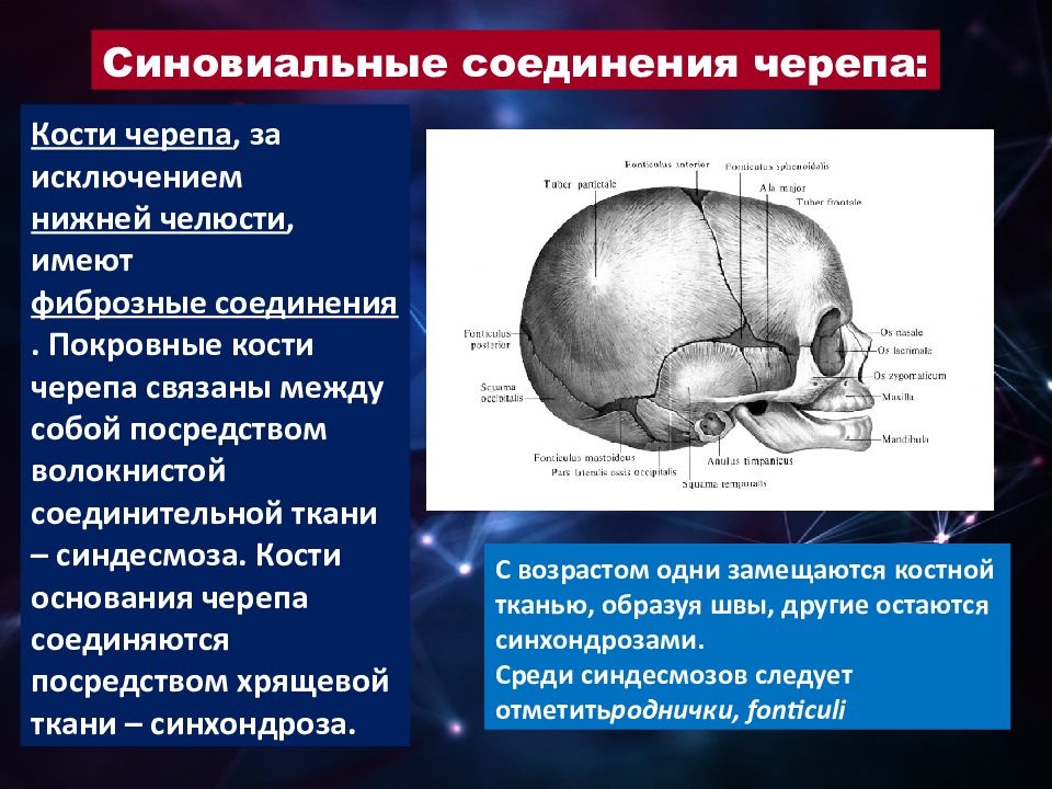 Шов между теменными костями. Соединение костей черепа анатомия. Соединения костей черепа анатомия швы. Типы швов между костями черепа. Соединение костей мозгового черепа.
