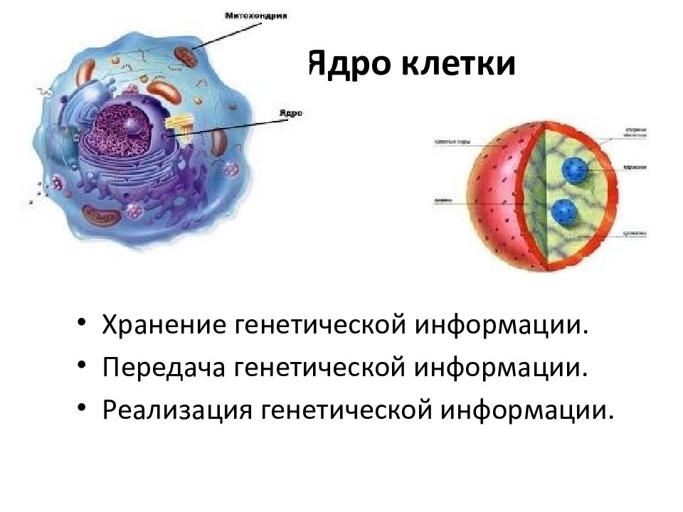 Дайте характеристику клеточному ядру. Строение генетического аппарата клетки. Наследственный аппарат клетки ядро. Генетический аппарат строение и функции. Одноядерные клетки.