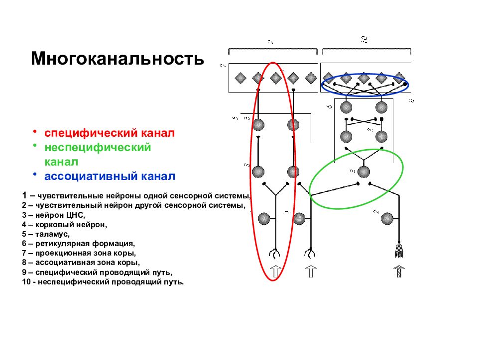 Физиология сенсорных систем картинки