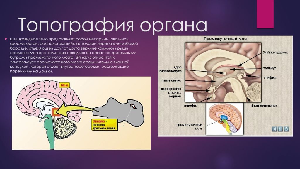 Гипофиз и эпифиз презентация