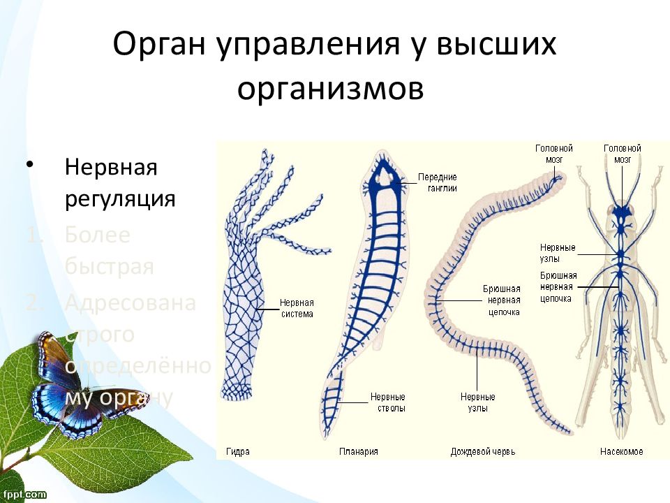 Высшие организмы. Примеры высших организмов. Животные с брюшной нервной цепочкой. Высшие организмы примеры.