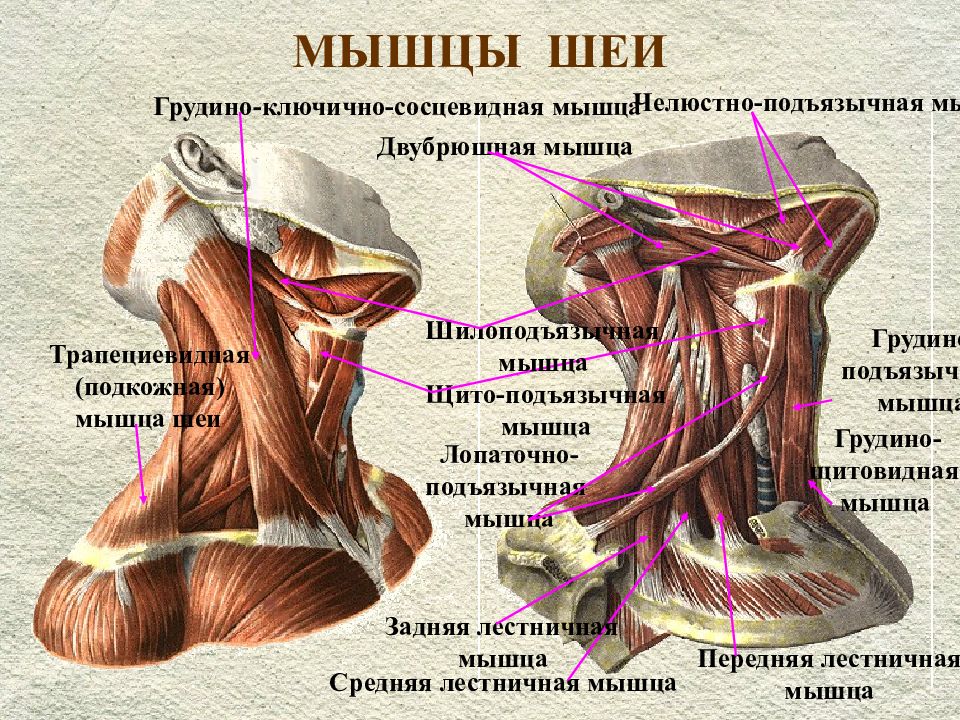 Лестничные мышцы анатомия. Грудино ключично сосцевидная мышца и лестничные мышцы. Грудино подъязычная мышца шеи функции. Мышцы шеи функции грудино ключично. Двубрюшная мышца шеи анатомия.