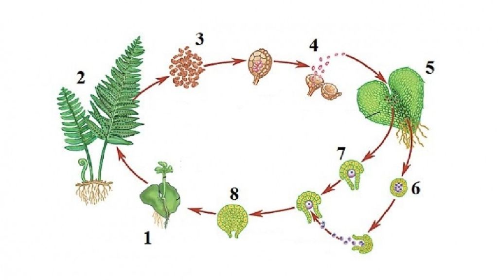 Рисунок жизненного цикла растения. Жизненный цикл папоротника без подписей. Размножения папоротников цикл развития схема. Жизненный цикл растений папоротник. Цикл развития папоротника без подписей.
