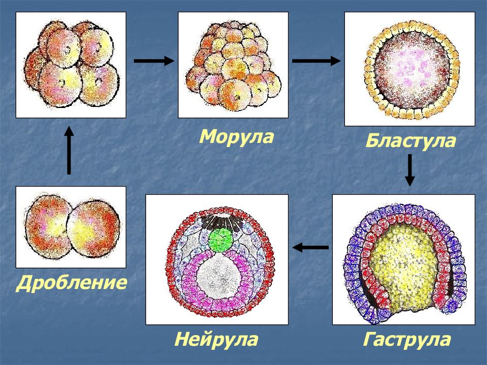 Восстановите подписи к немой схеме этапы эмбрионального развития зигота бластула гаструла нейрула