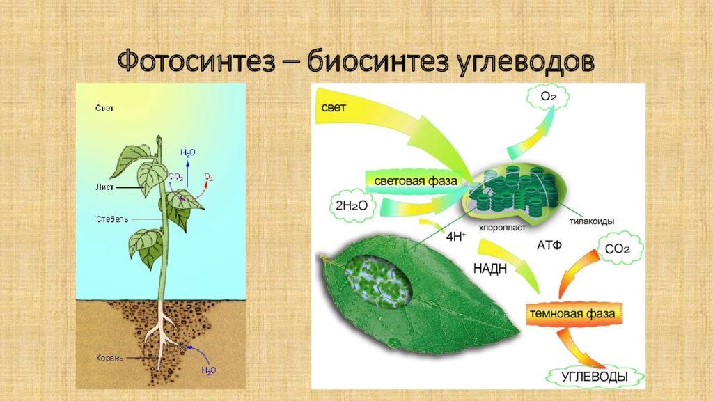 Какой орган растения выполняет функцию фотосинтеза. Биология 11 кл схема фотосинтеза у растений. Биосинтез углеводов. Фотосинтез углеводов. Синтез фотосинтез.