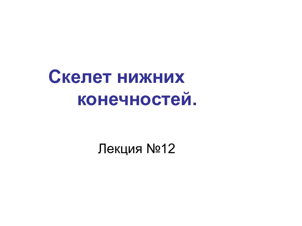 Скелет нижних конечностей.