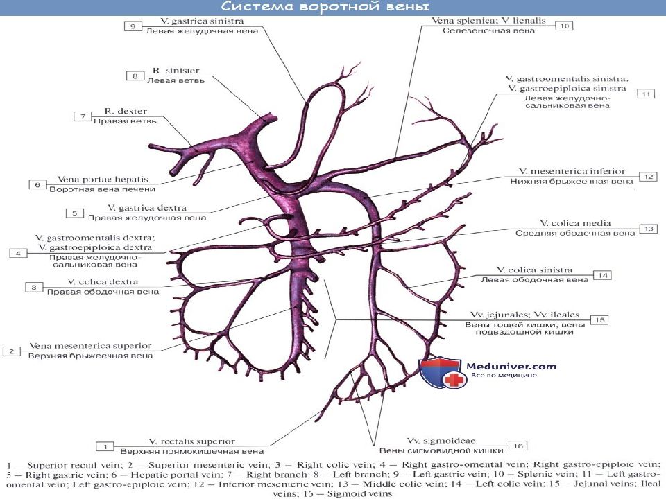 Воротная вена анатомия презентация