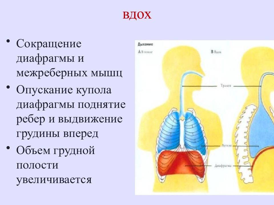 Процесс дыхания презентация