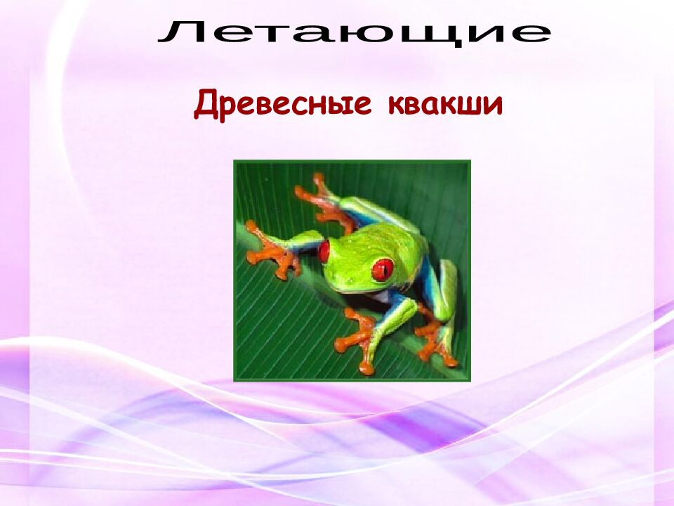 Классная работа Тема: МНОГООБРАЗИЕ И ЗНАЧЕНИЕ ЗЕМНОВОДНЫХ «Лягушкам только