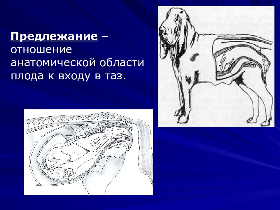 Диагностика беременных презентация