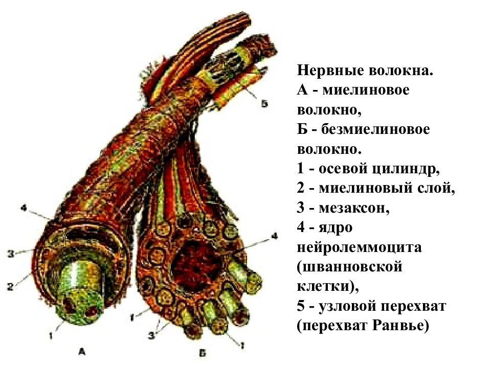 Нервные волокна рисунок