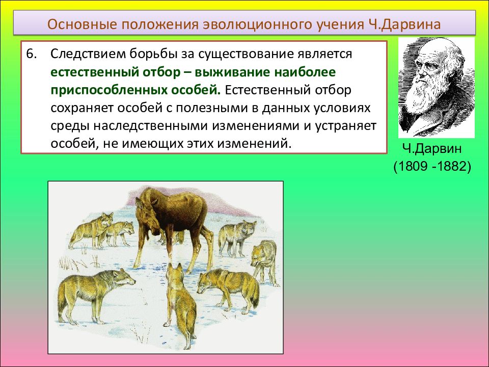 Эволюция земли и естественный отбор проект по биологии