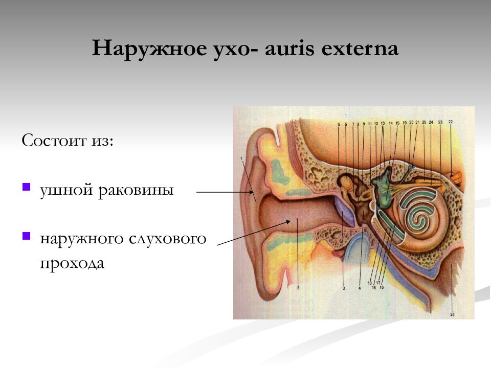 Орган слуха состоит из наружного. Наружное ухо строение анатомия. Ушная раковина строение уха человека анатомия и физиология. Клиническая анатомия наружного уха ЛОР. Строение наружного уха клиническая анатомия.