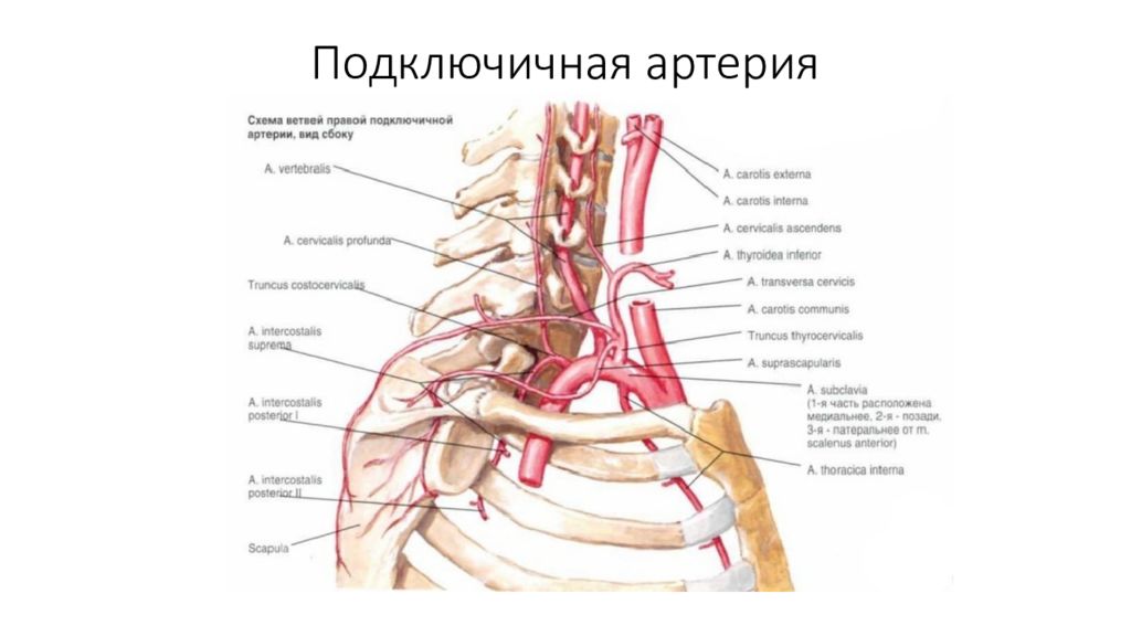 Подключичная артерия. Подключичная артерия Неттер. Подключичная артерия и ее ветви анатомия. Ветви подключичной артерии анатомия. Подключичная артерия анатомия ствола.