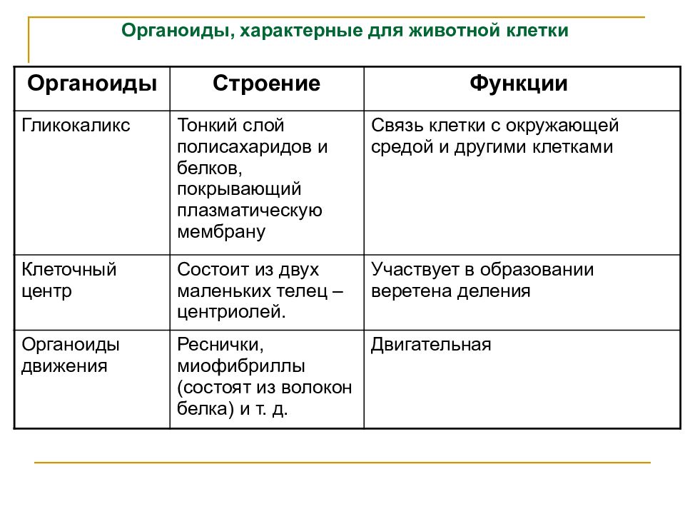 Митохондрии пластиды клеточный центр органоиды движения клеточные включения презентация 9 класс