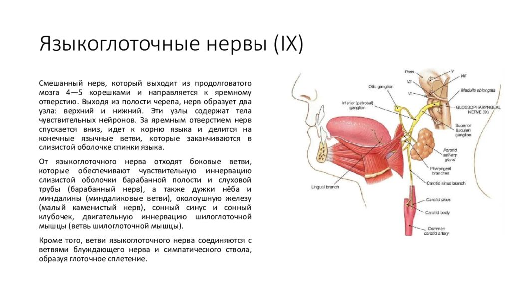 Лицевой языкоглоточный нерв. Языкоглоточный нерв анатомия схема. Языкоглоточный нерв иннервирует. Языкоглоточный нерв место выхода. 9 Пара языкоглоточный нерв.