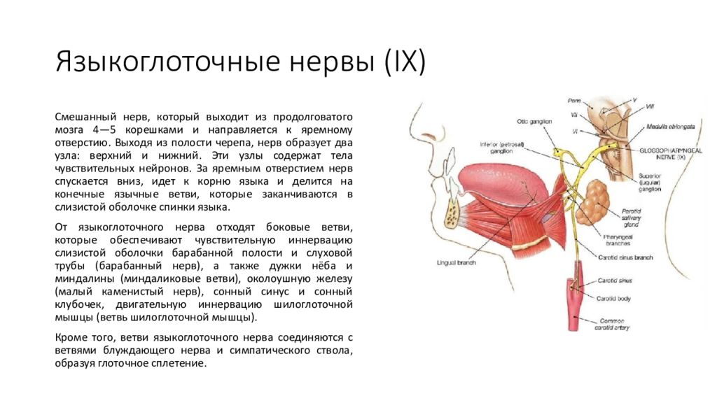 Языкоглоточный нерв схема