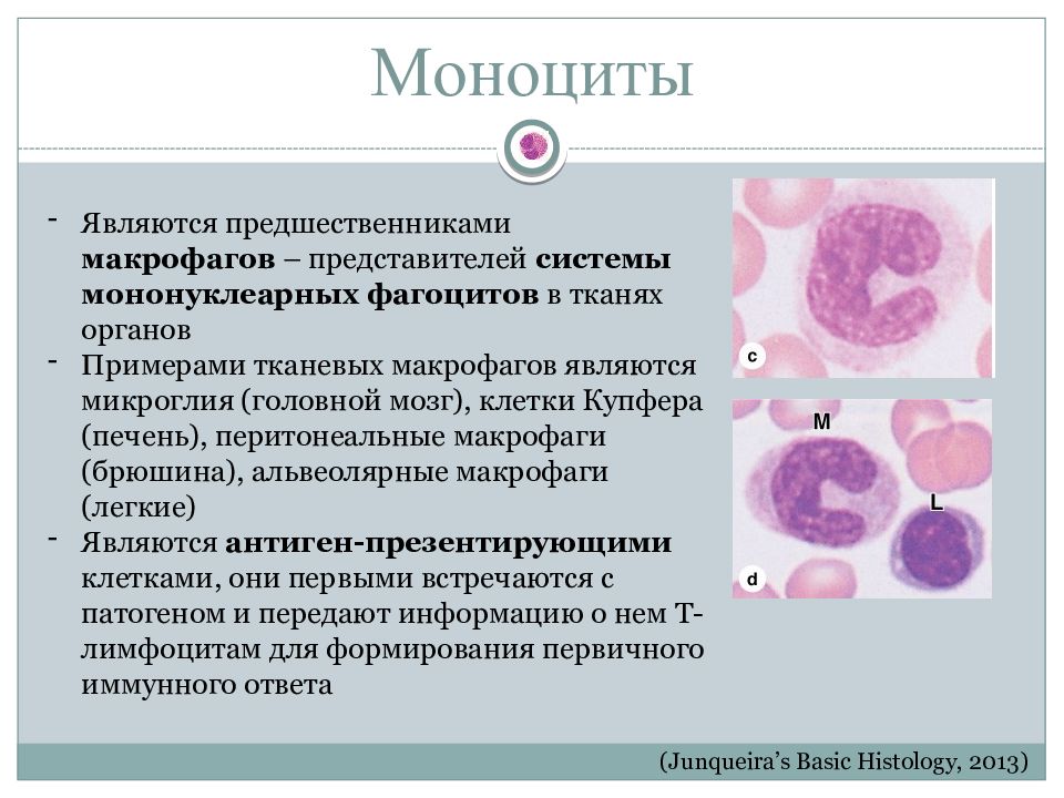Клетками макрофагами являются. Моноциты являются предшественниками макрофагов. Предшественники моноцитов. Моноциты являются предшественниками. Предшественники тканевых макрофагов.