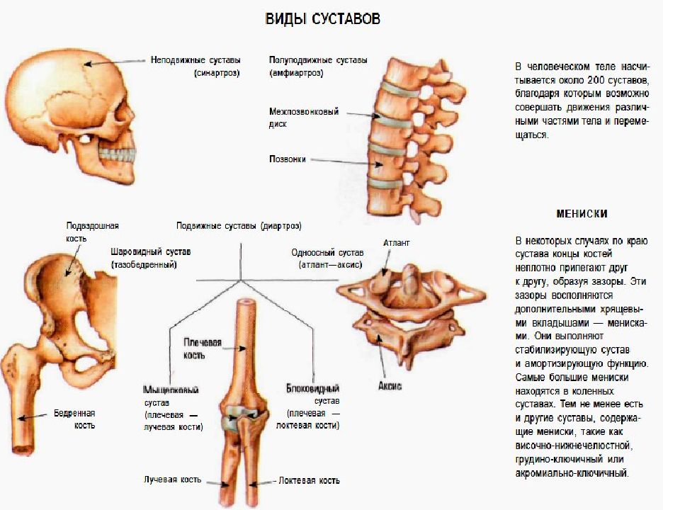 Названия суставов человека. Виды суставов. Типы сочленения костей. Название суставов человека. Система костей и их соединений.