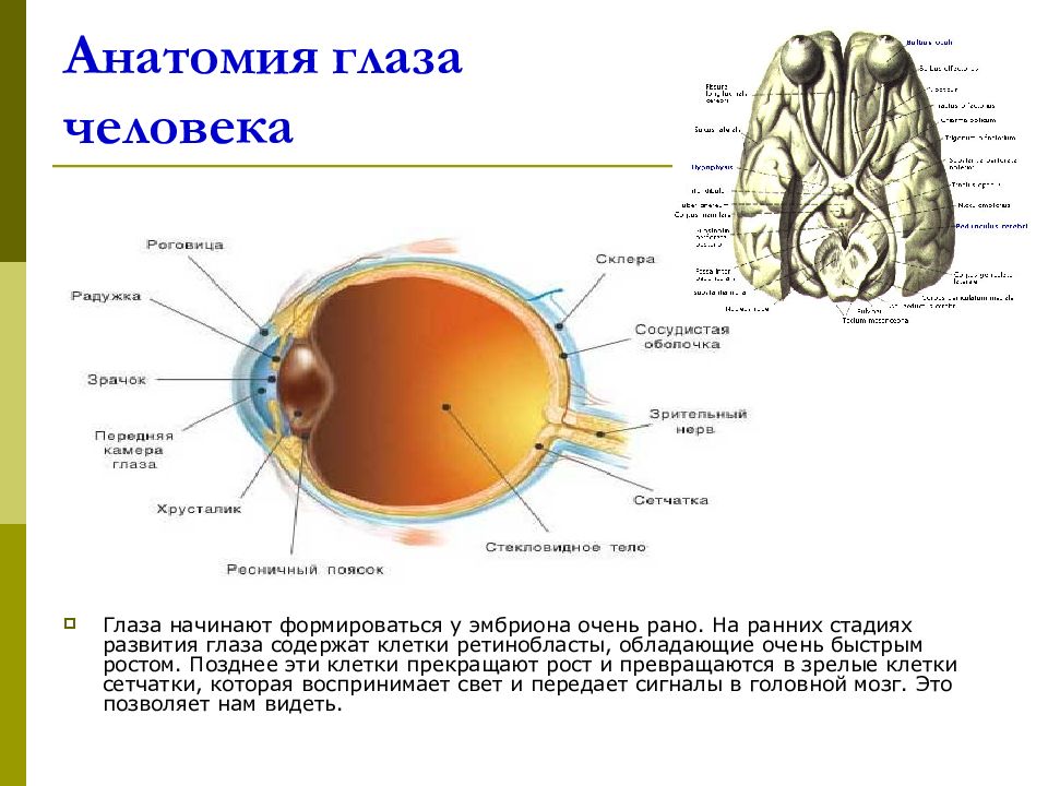 Рост и развитие глаза