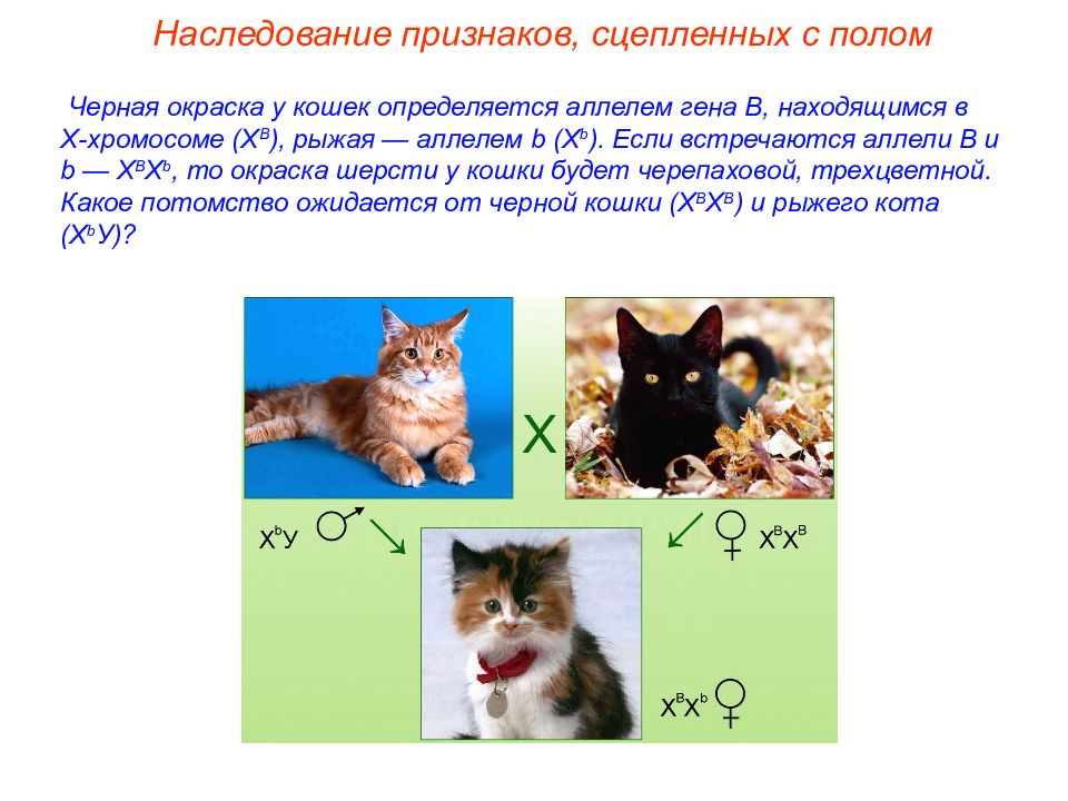 Презентация по теме генетика пола