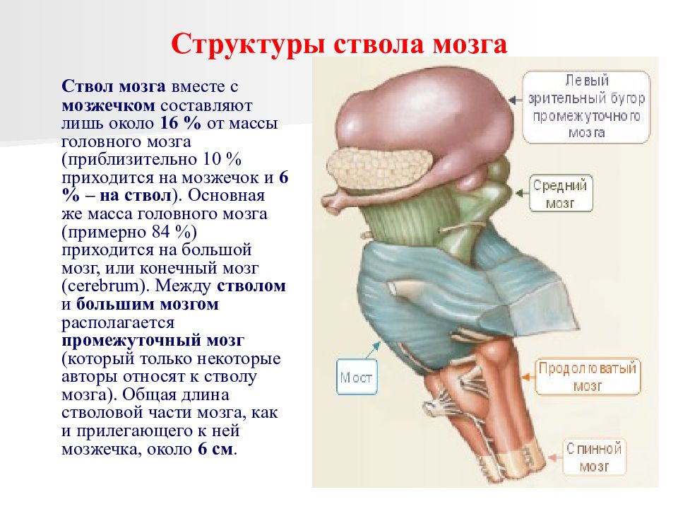 Ствол мозга презентация